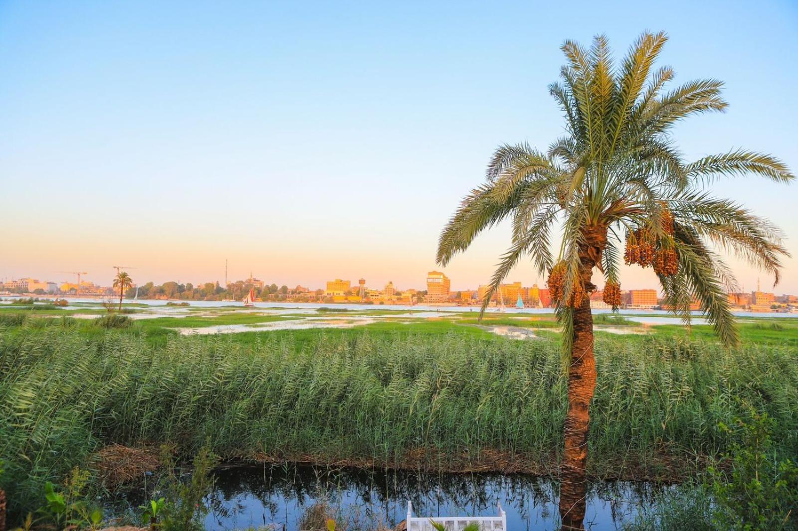 לוקסור Royal Nile Villa - Pool View Apartment 1 מראה חיצוני תמונה